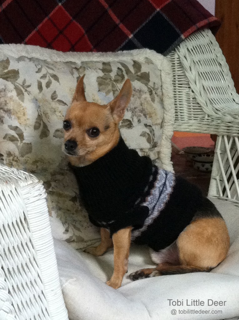 A classic sweater from Le Petit Puppy.