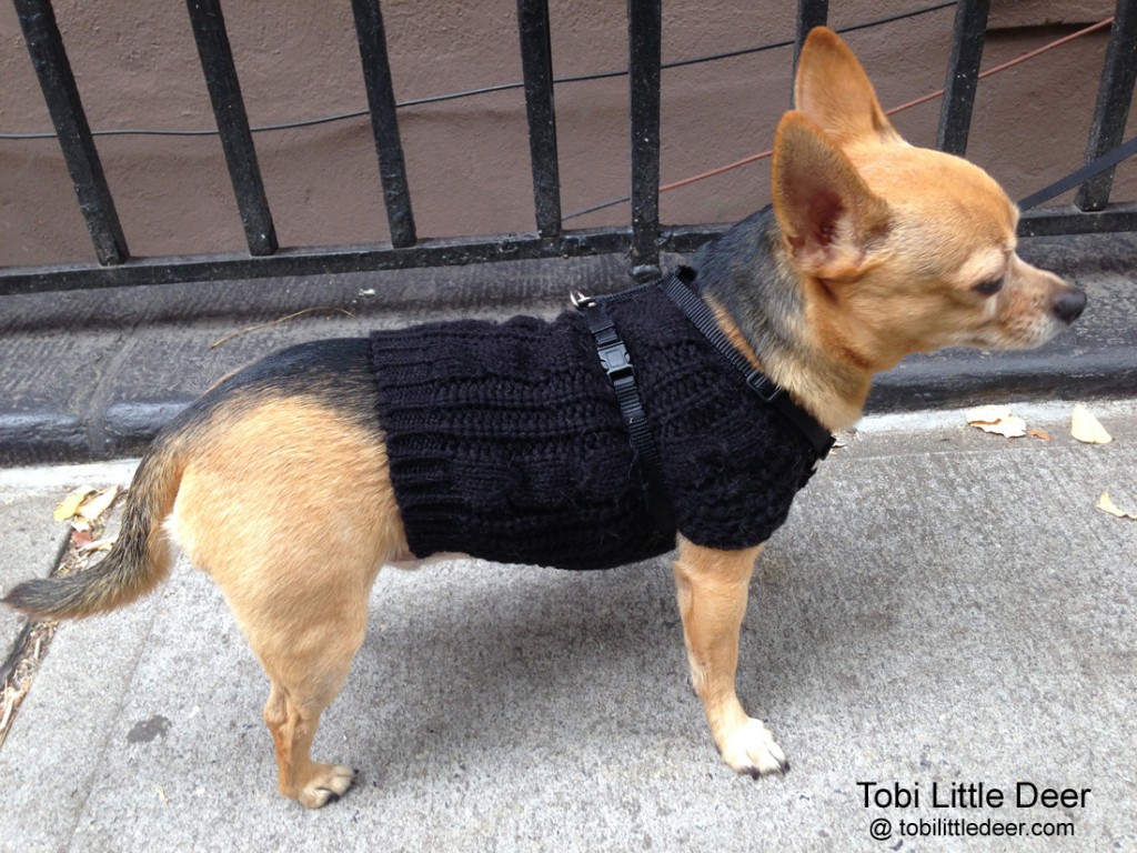 My latest "coolest" chain-link sweater, from PetSmart.