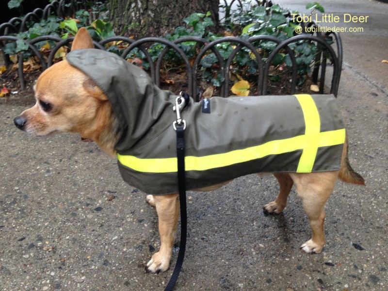 IMG_2725 Tobi in Wagwear raincoat s-e-br
